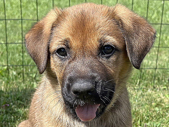 chinook puppy